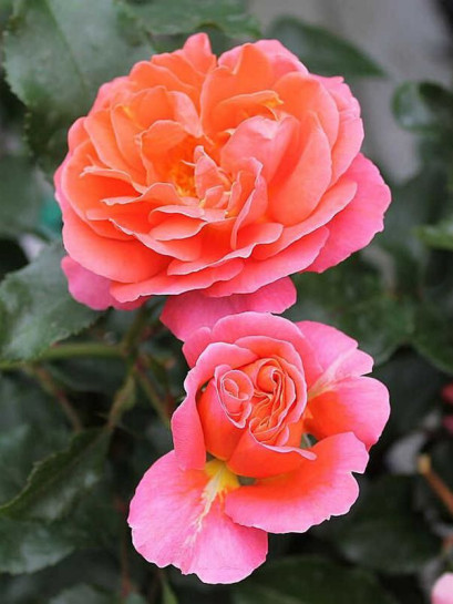 THEODOR FONTANE rabatowa róża