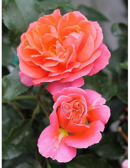 THEODOR FONTANE rabatowa róża