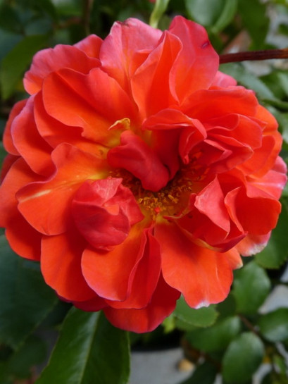 róża rabatowa THEODOR FONTANE