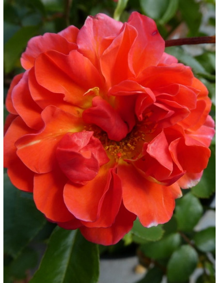 róża rabatowa THEODOR FONTANE