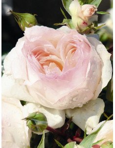 STEPHANIE BARONIN ZU GUTTENBERG ROSE róża rabatowa