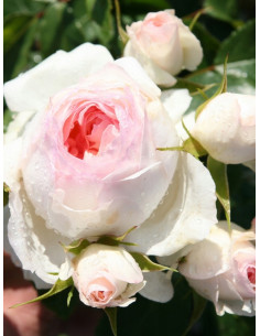 STEPHANIE BARONIN ZU GUTTENBERG ROSE róża rabatowa 2