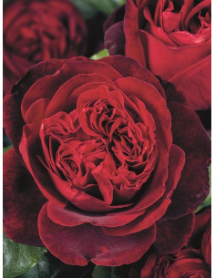 ADMIRAL róża wielkokwiatowa