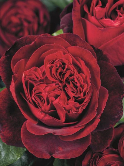 ADMIRAL róża wielkokwiatowa