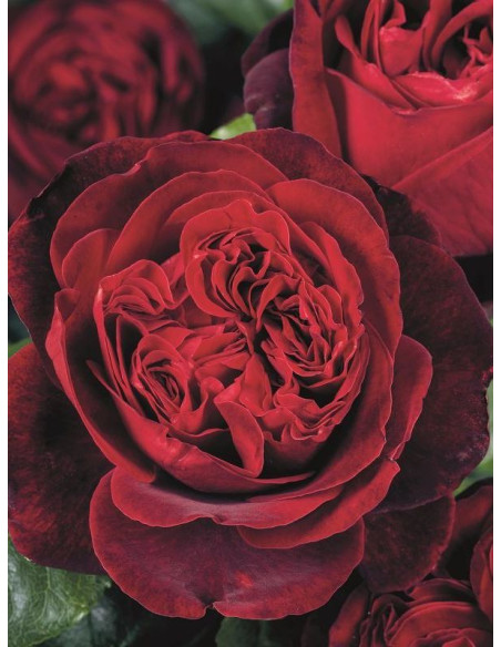 ADMIRAL róża wielkokwiatowa