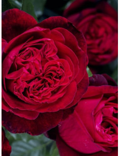 ADMIRAL róża wielkokwiatowa 2