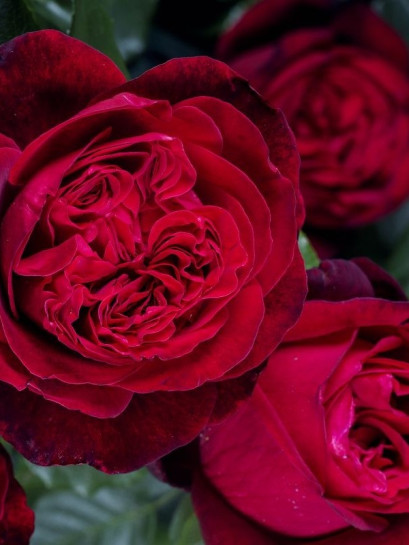 róża wielkokwiatowa ADMIRAL