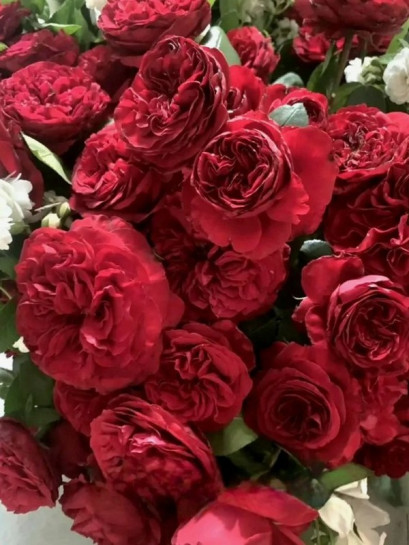 ADMIRAL wielkokwiatowa róża