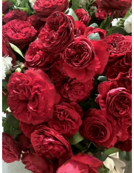 ADMIRAL wielkokwiatowa róża