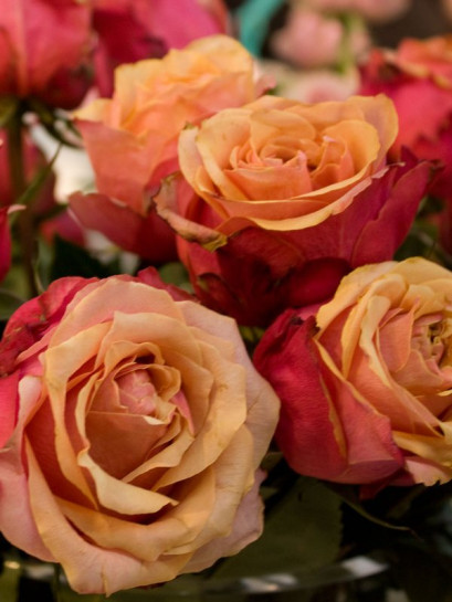 CHERRY BRANDY róża wielkokwiatowa