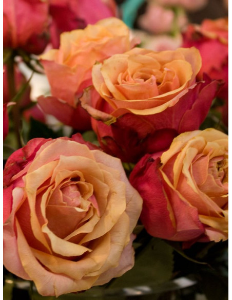 CHERRY BRANDY róża wielkokwiatowa