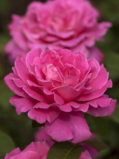 pink peace róże różowe wielkokwiatowe
