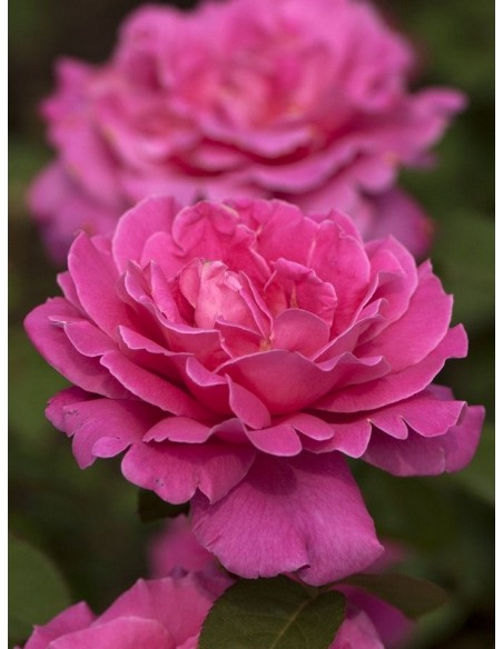 pink peace róże różowe wielkokwiatowe