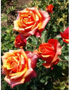 CHERRY BRANDY róża wielkokwiatowa 2