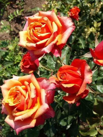 róża wielkokwiatowa CHERRY BRANDY