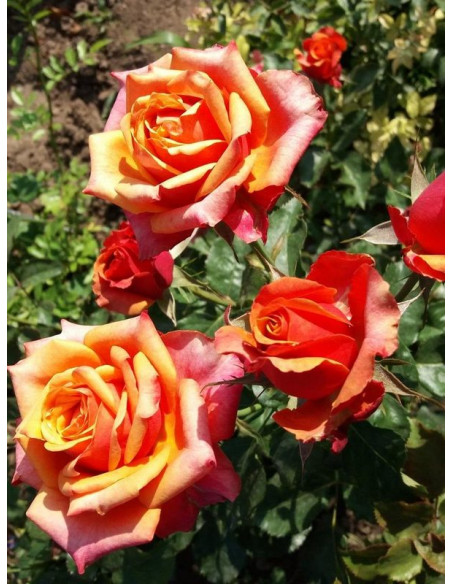 róża wielkokwiatowa CHERRY BRANDY
