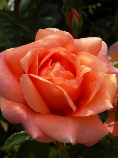 wielkokwiatowa róża CHERRY BRANDY