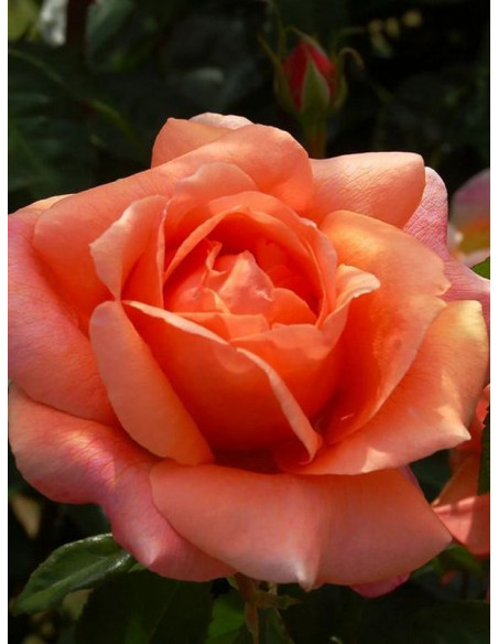 wielkokwiatowa róża CHERRY BRANDY