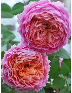 EISVOGEL róża wielkokwiatowa