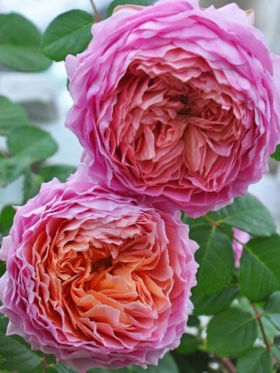 EISVOGEL róża wielkokwiatowa