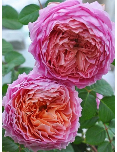 EISVOGEL róża wielkokwiatowa