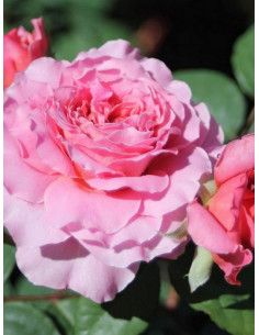 EISVOGEL róża wielkokwiatowa 2