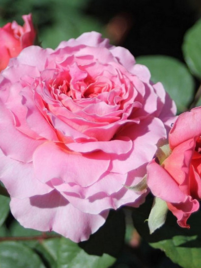 EISVOGEL róża wielkokwiatowa