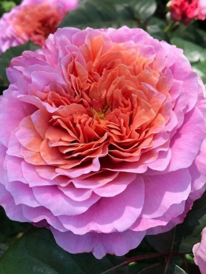 róża wielkokwiatowa EISVOGEL