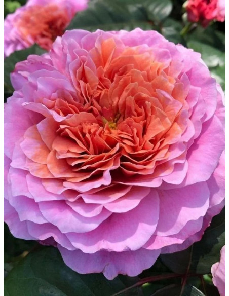 róża wielkokwiatowa EISVOGEL