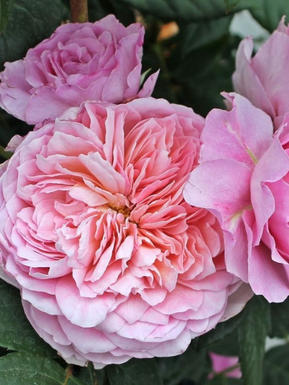 EISVOGEL wielkokwiatowa róża