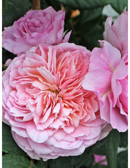 EISVOGEL wielkokwiatowa róża