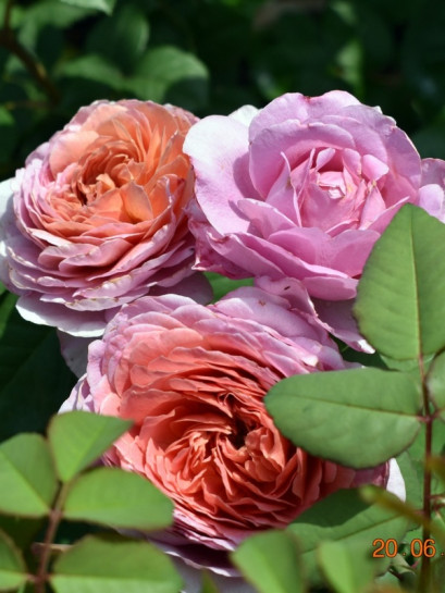 wielkokwiatowa róża EISVOGEL