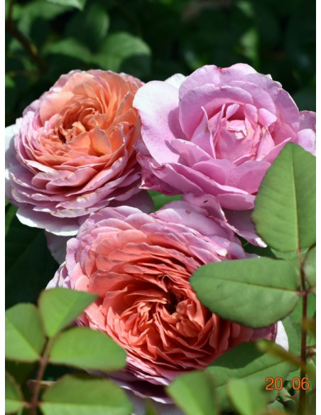 wielkokwiatowa róża EISVOGEL