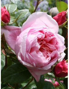 SCHONE MAID® róża wielkokwiatowa 2