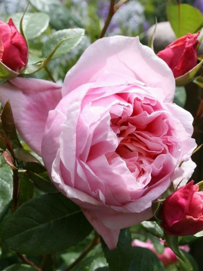 róża wielkokwiatowa SCHONE MAID