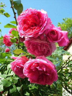 pink peace róże różowe wielkokwiatowe 2