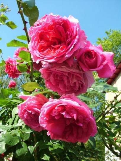 pink peace róże różowe