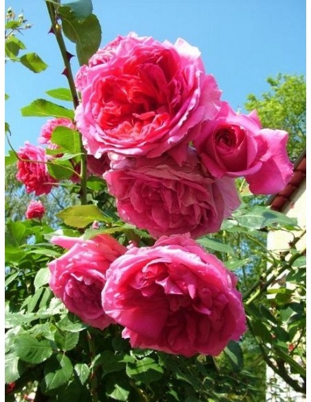 pink peace róże różowe