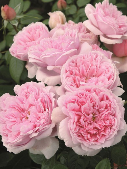 SCHONE MAID wielkokwiatowa róża