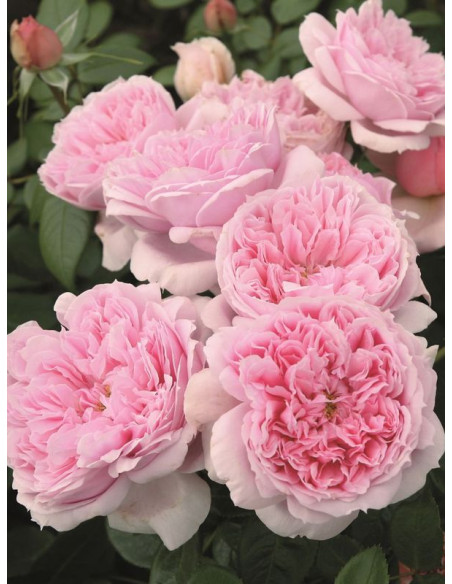 SCHONE MAID wielkokwiatowa róża