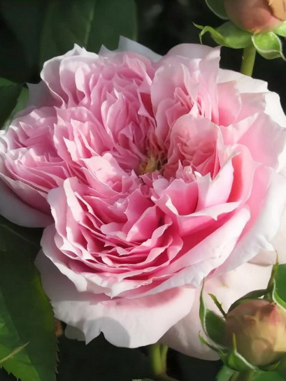 wielkokwiatowa róża SCHONE MAID