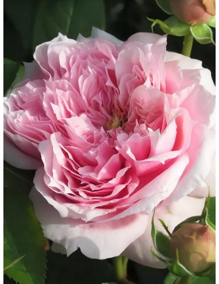 wielkokwiatowa róża SCHONE MAID