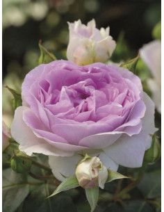 SAPHIR róża parkowa