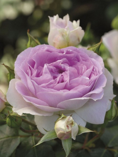 SAPHIR róża parkowa