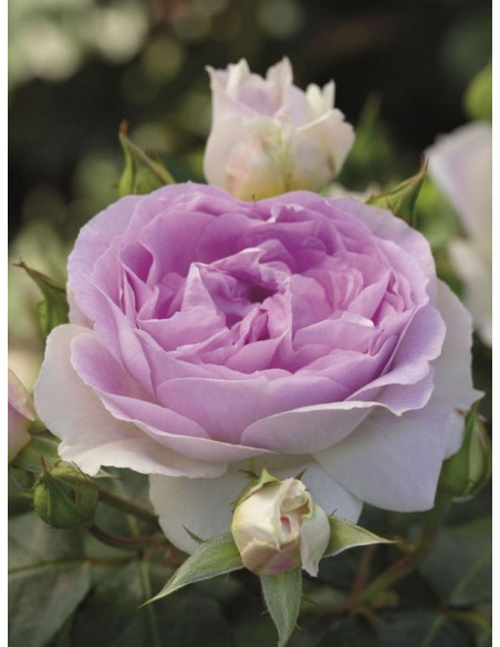 SAPHIR róża parkowa