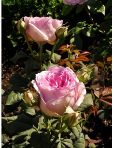 SAPHIR róża parkowa 2