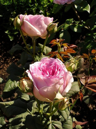 róża parkowa SAPHIR