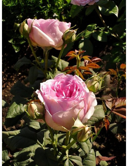 róża parkowa SAPHIR