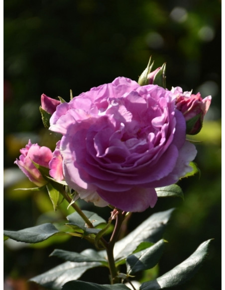 SAPHIR parkowa róża