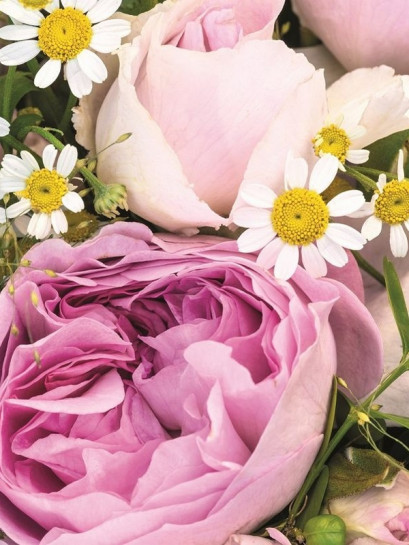 parkowa róża SAPHIR